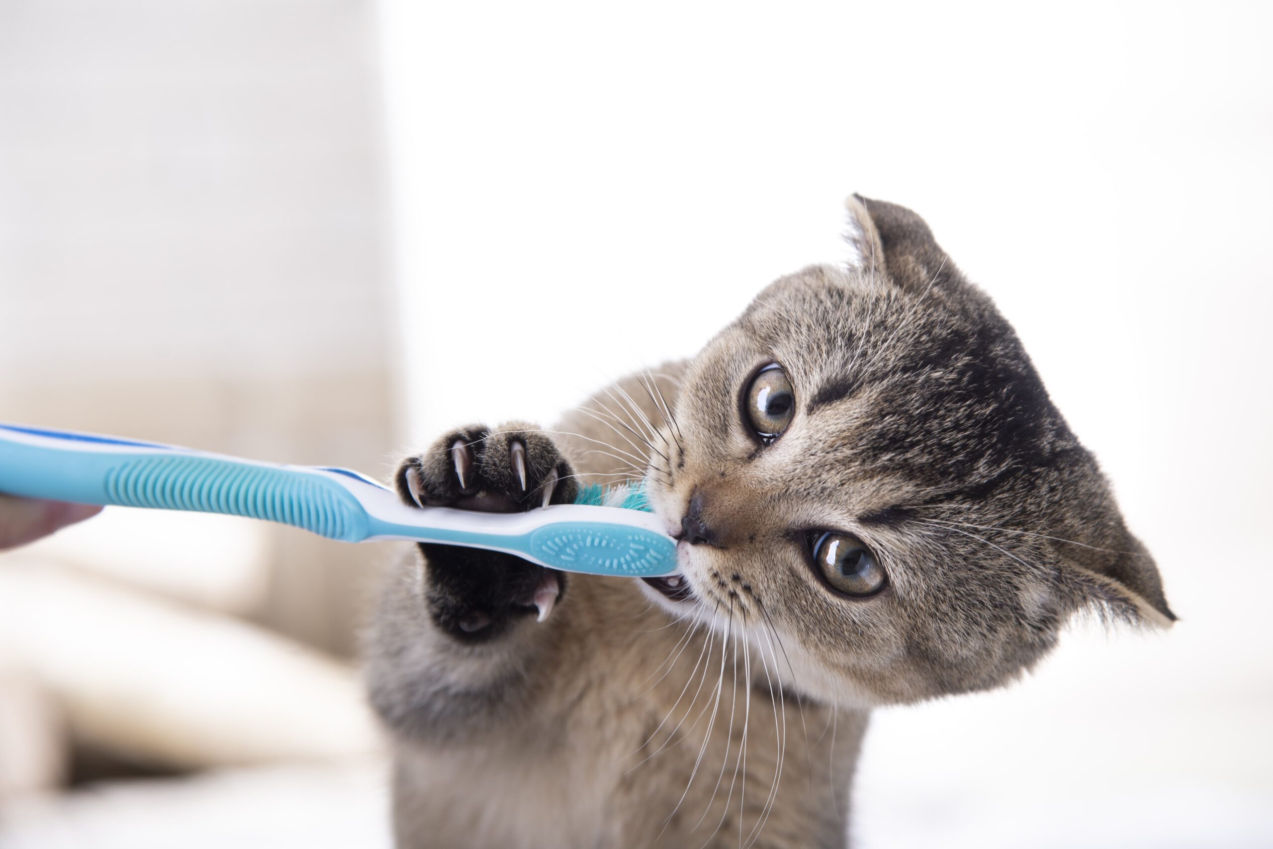 نظافت دندان گربه